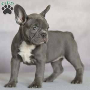 Pebbles, French Bulldog Puppy